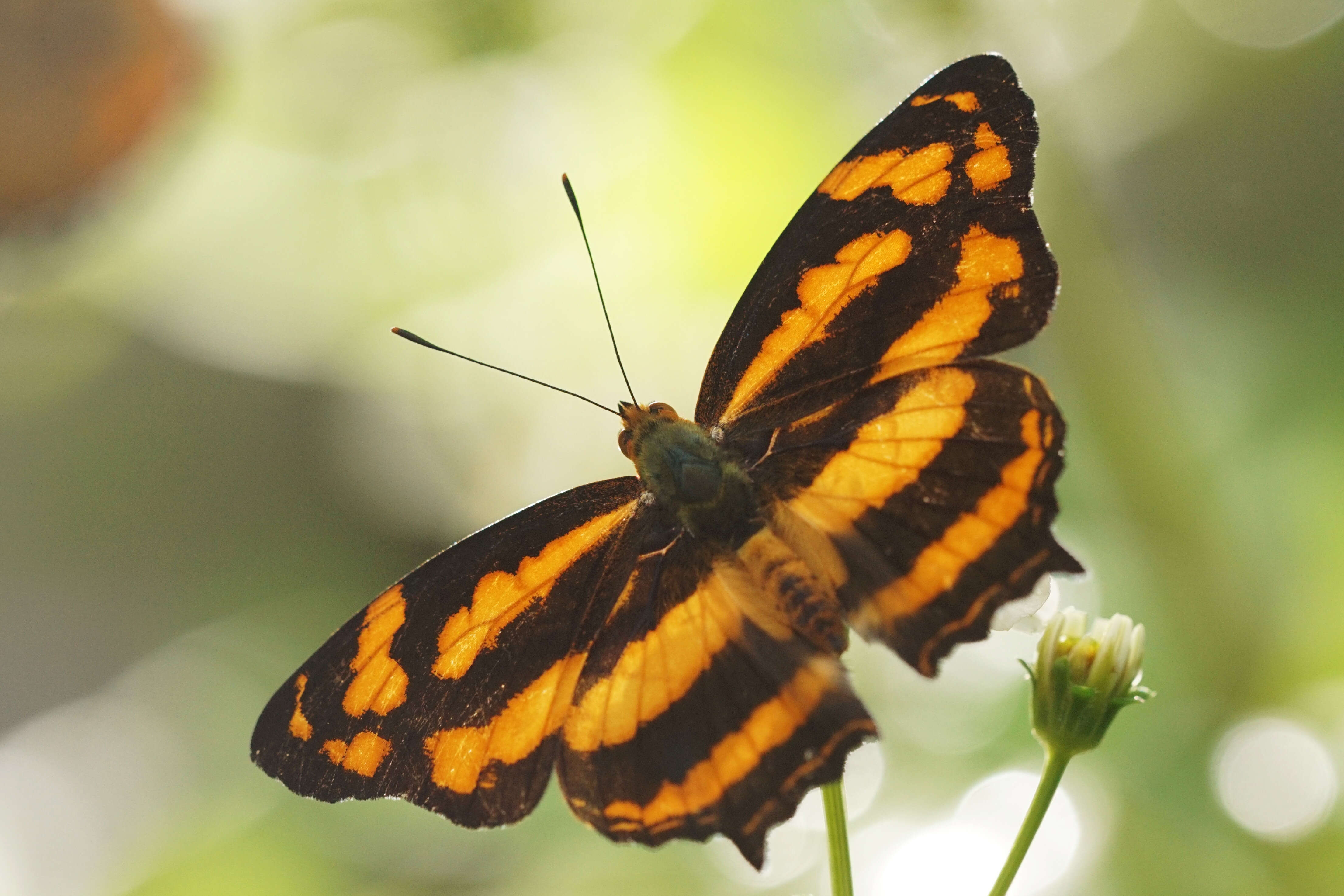 Image of Symbrenthia lilaea