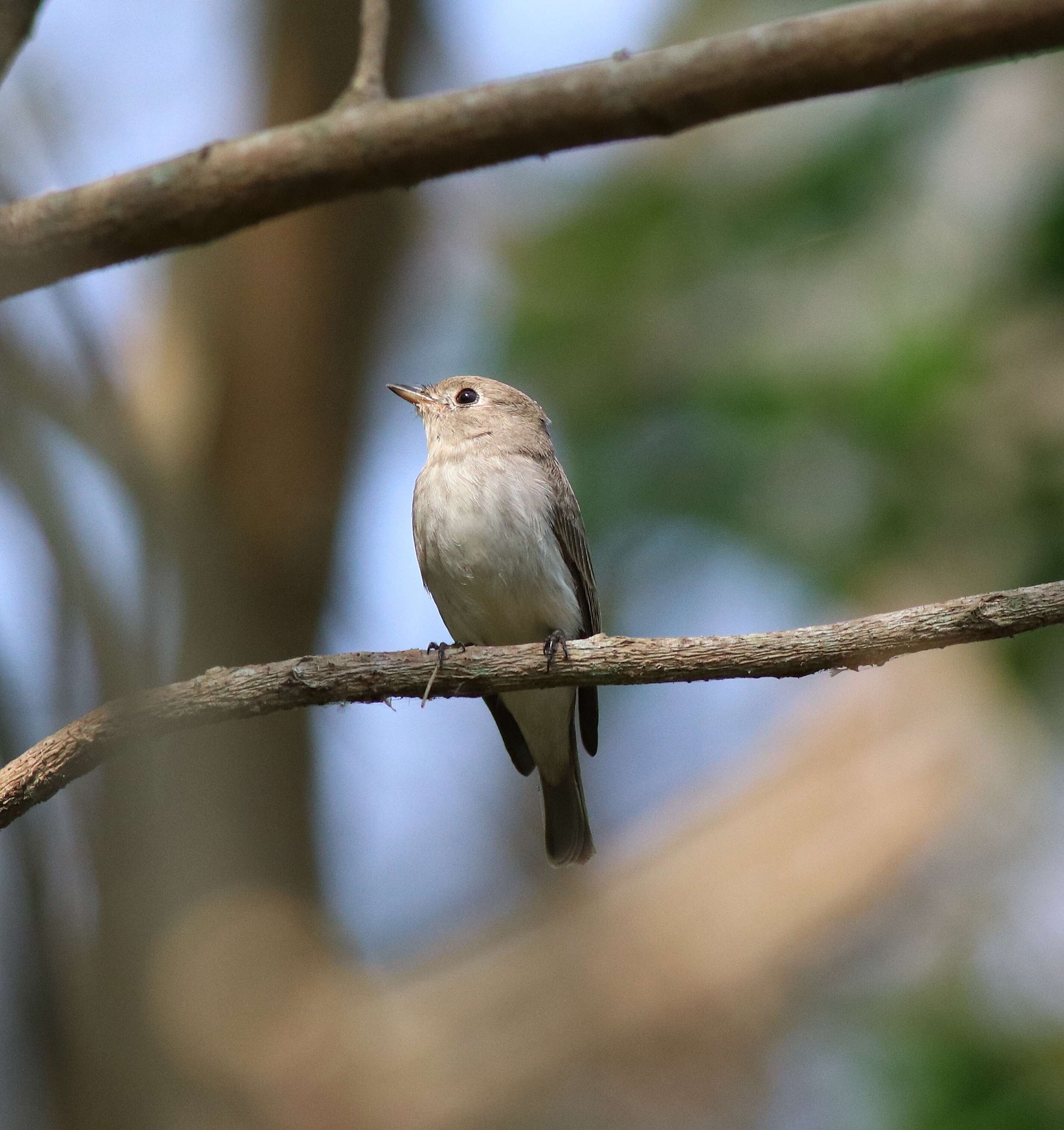 صورة Muscicapa dauurica Pallas 1811