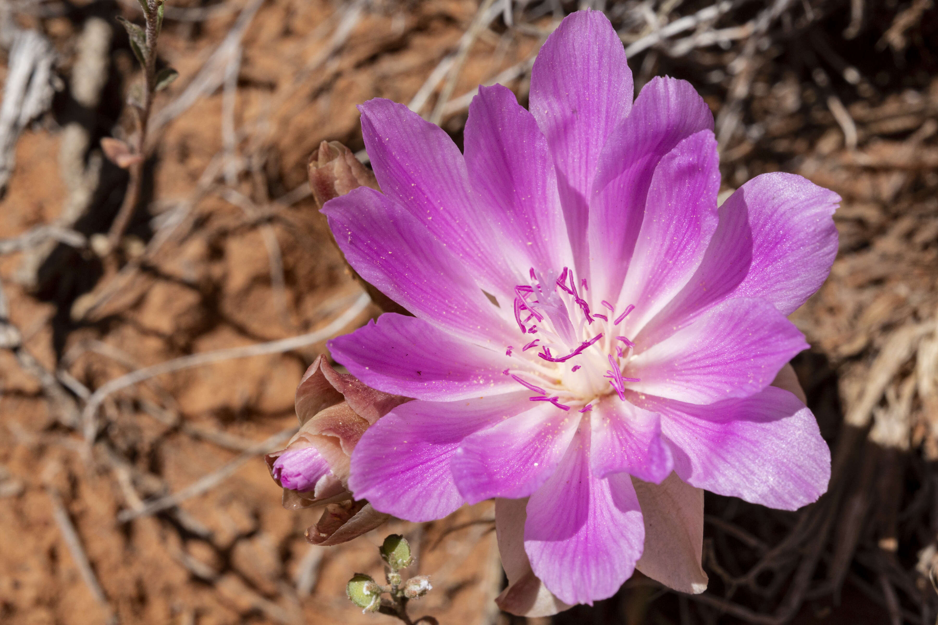 Image of bitter root