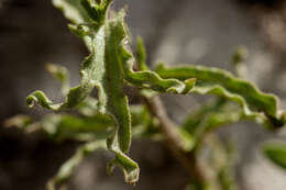 Image of wavyleaf Indian paintbrush