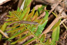 Takydromus viridipunctatus Lue & Lin 2008 resmi