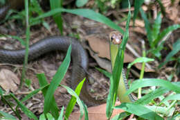 Image of Chinese Ratsnake