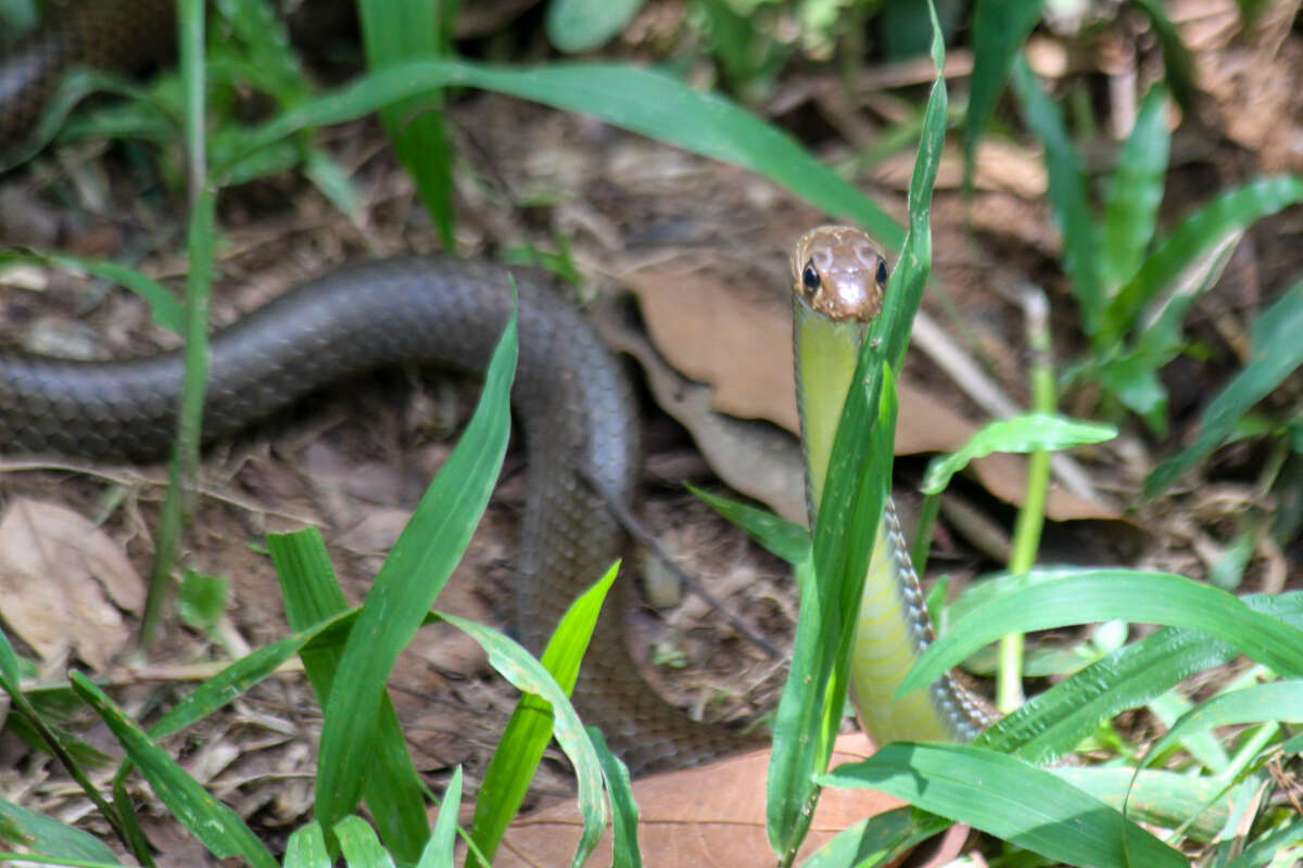 Image of Chinese Ratsnake