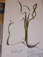 Image of Eel Grass or Tape Grass