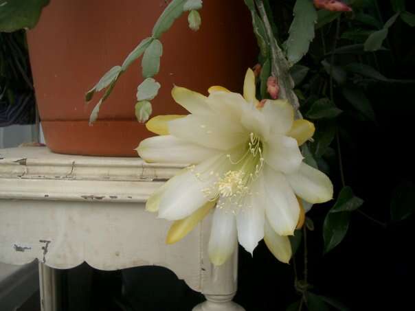 Image of schlumbergera