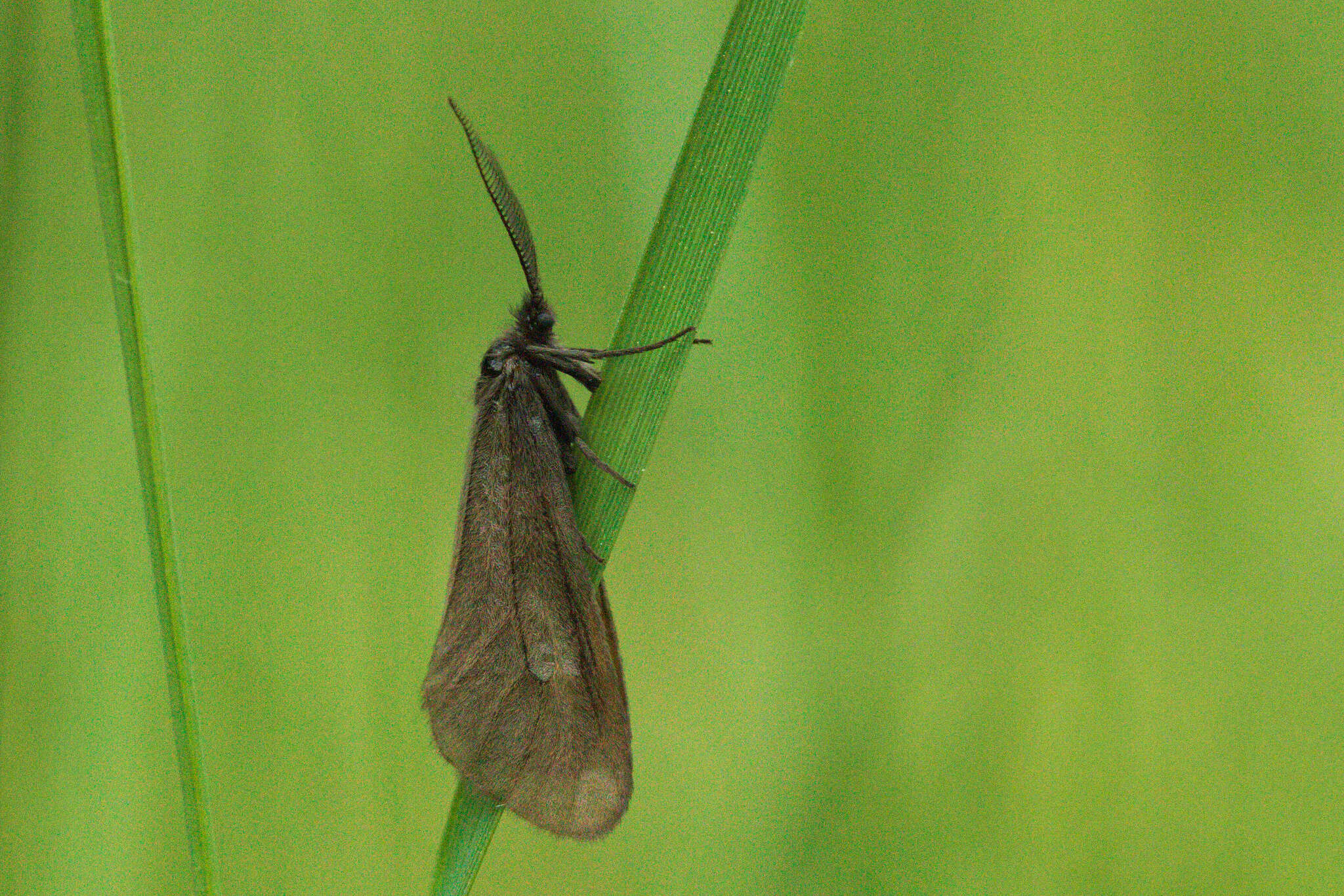Imagem de Heterogynidae
