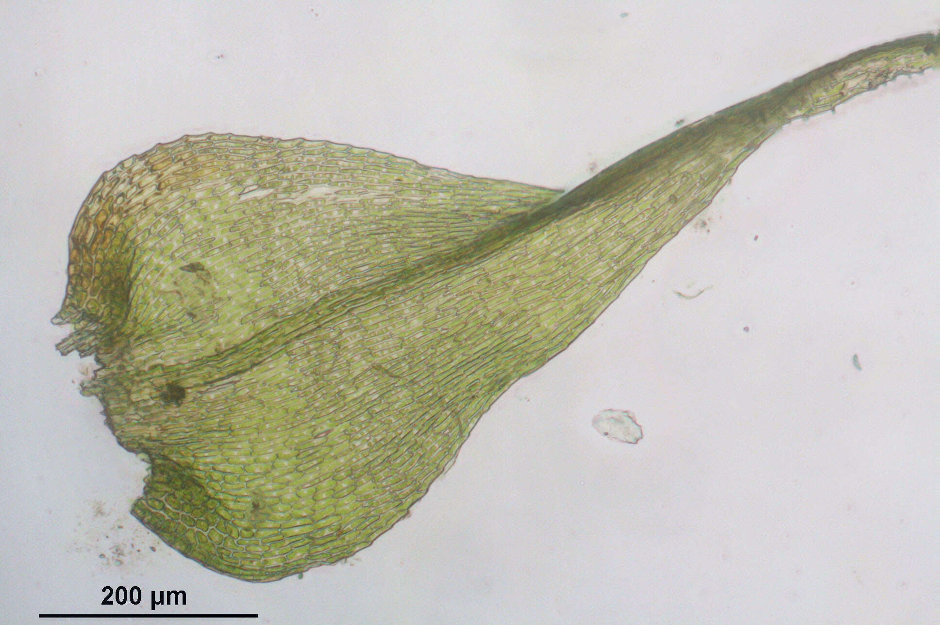 Image of goldenleaf campylium moss
