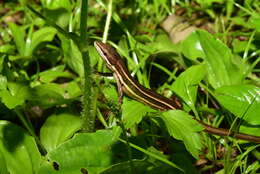 Image of Grass lizards