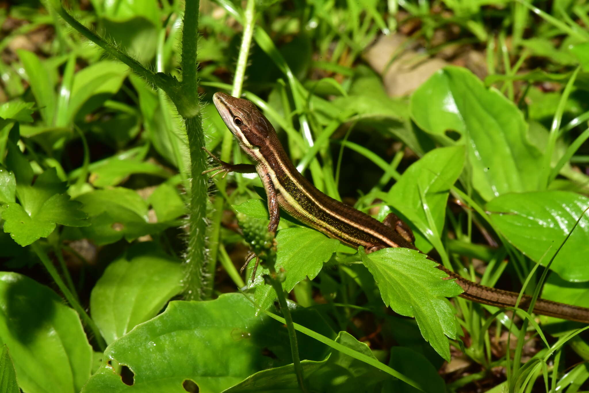 Image of Grass lizards