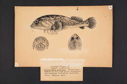 Image of Orange clingfish