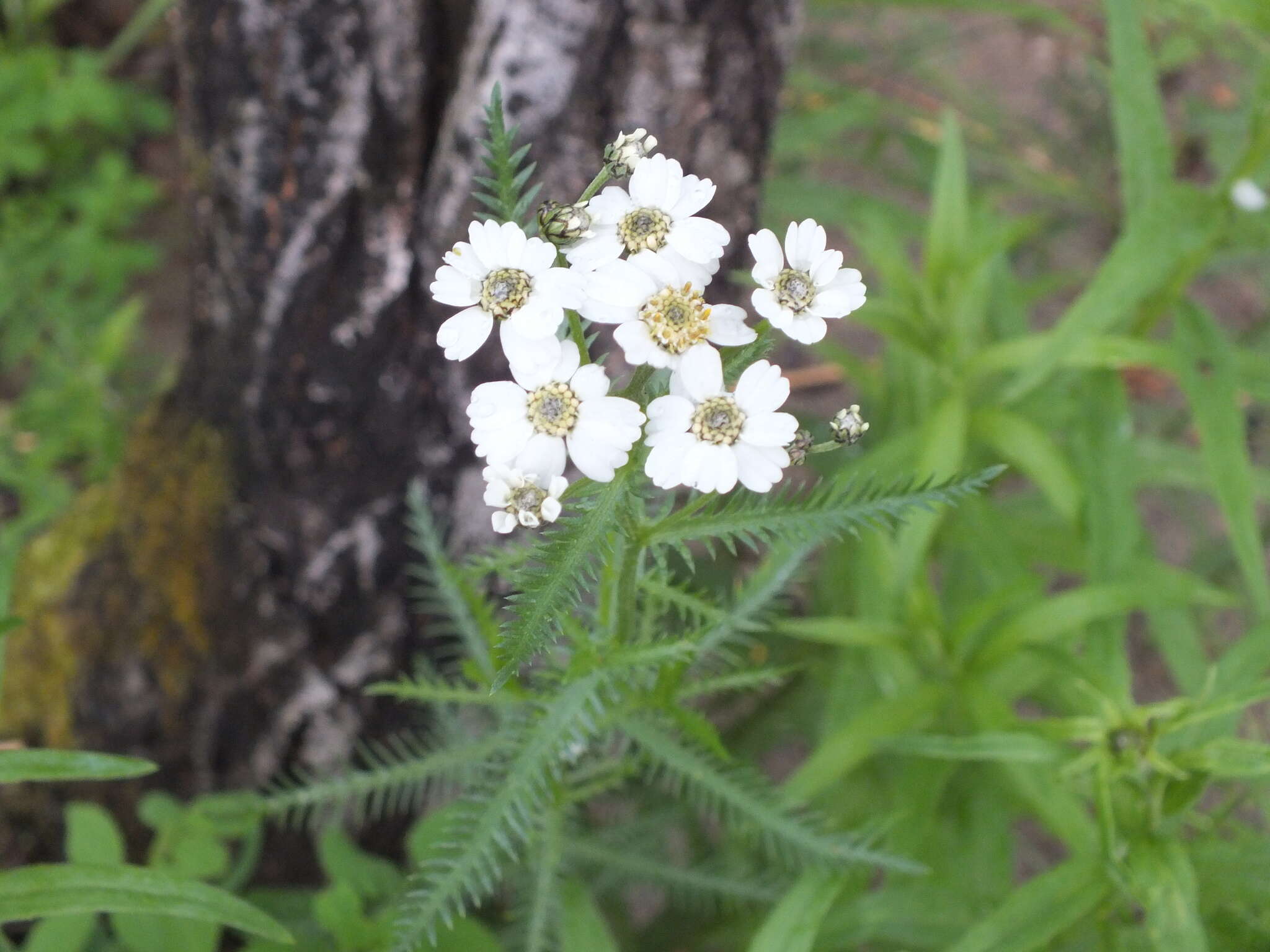 Image of Achillea impatiens L.