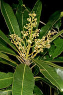 Image of Protorhus longifolia (Bernh.) Engl.