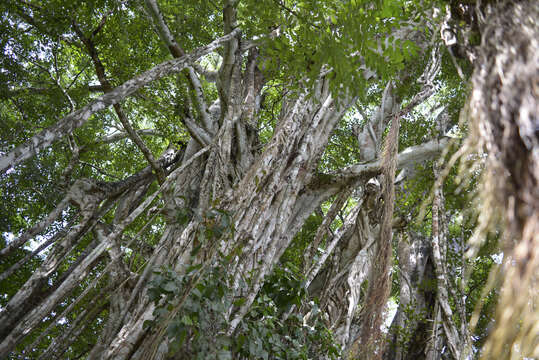 Ficus cotinifolia Kunth的圖片