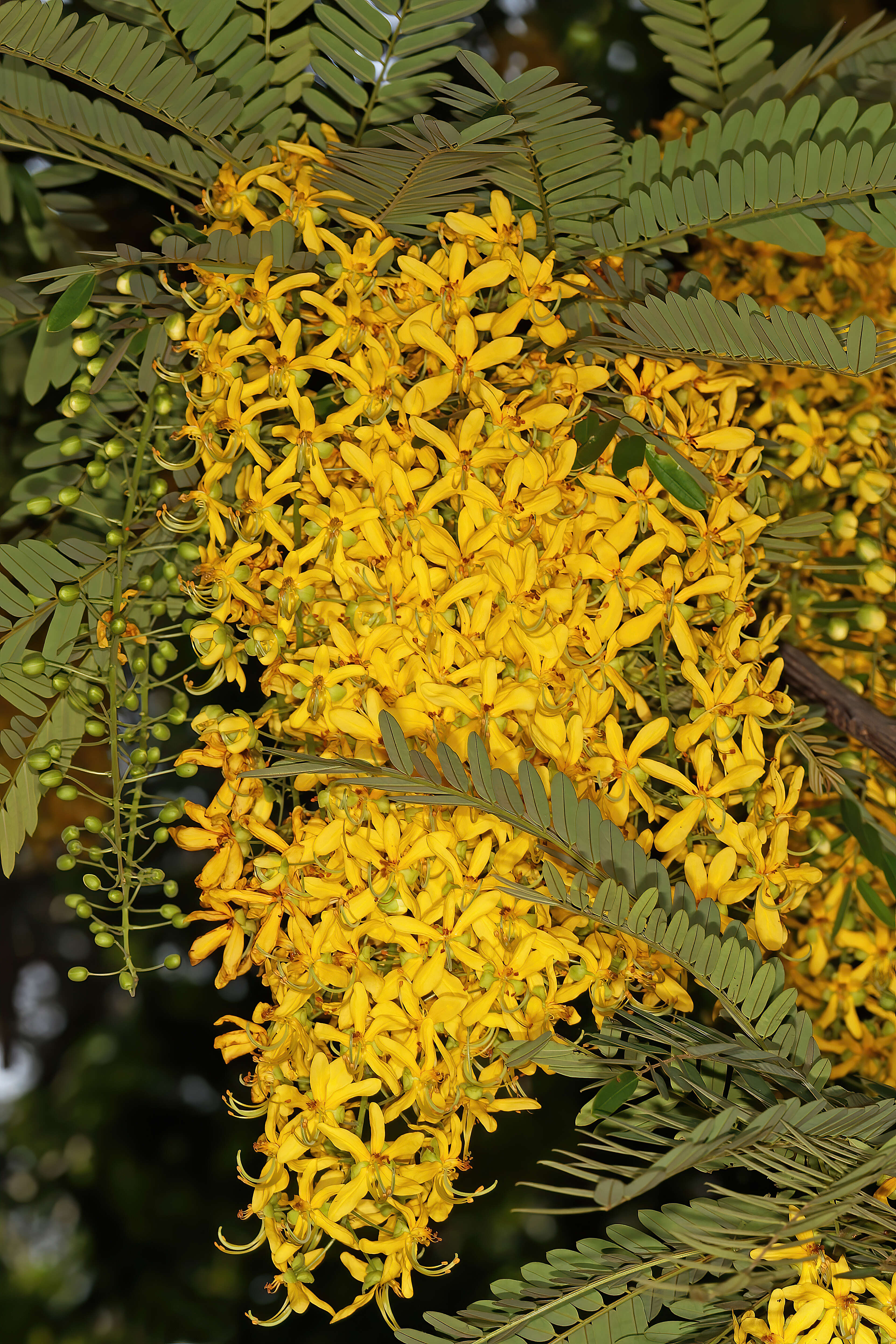 Image of Cassia ferruginea (Schrad.) DC.