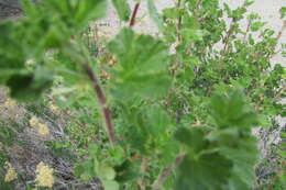 Image of Utah serviceberry