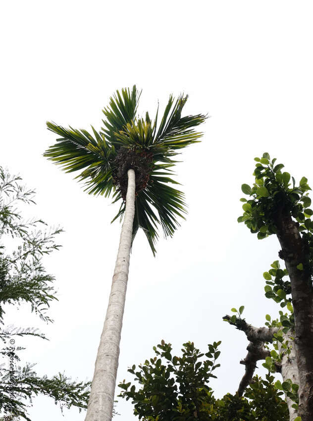 Image of betel palm