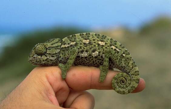 Image de Caméléon commun