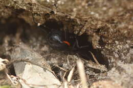 Image of Steatoda paykulliana (Walckenaer 1806)