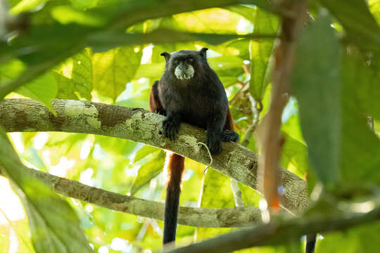 Image of brown-mantled tamarin