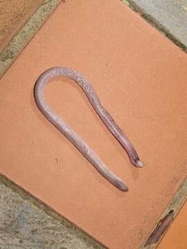 Image of Dusky worm lizard