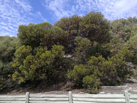 Image of Eucalyptus utilis Brooker & Hopper