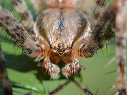 Image of Garden spider