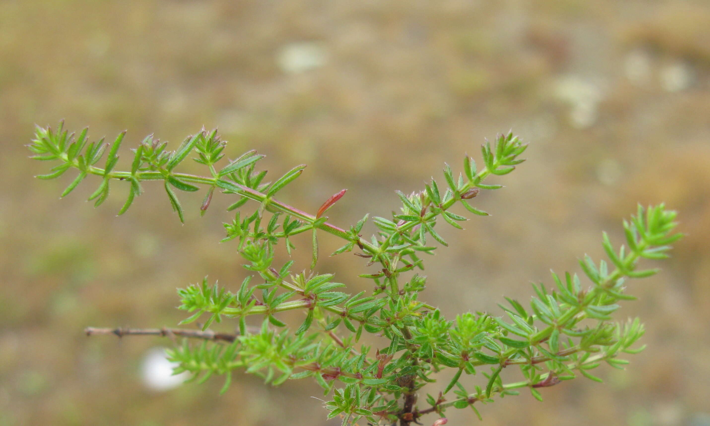 Image of Asperula conferta Hook. fil.