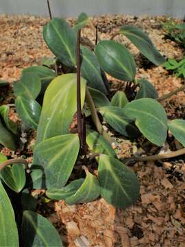 صورة Peperomia maculosa (L.) Hook.