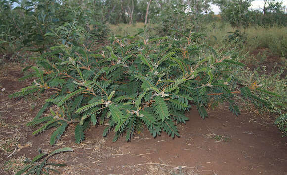 Image of Senna notabilis