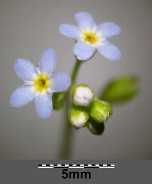 Image of Tufted Forget-Me-Not