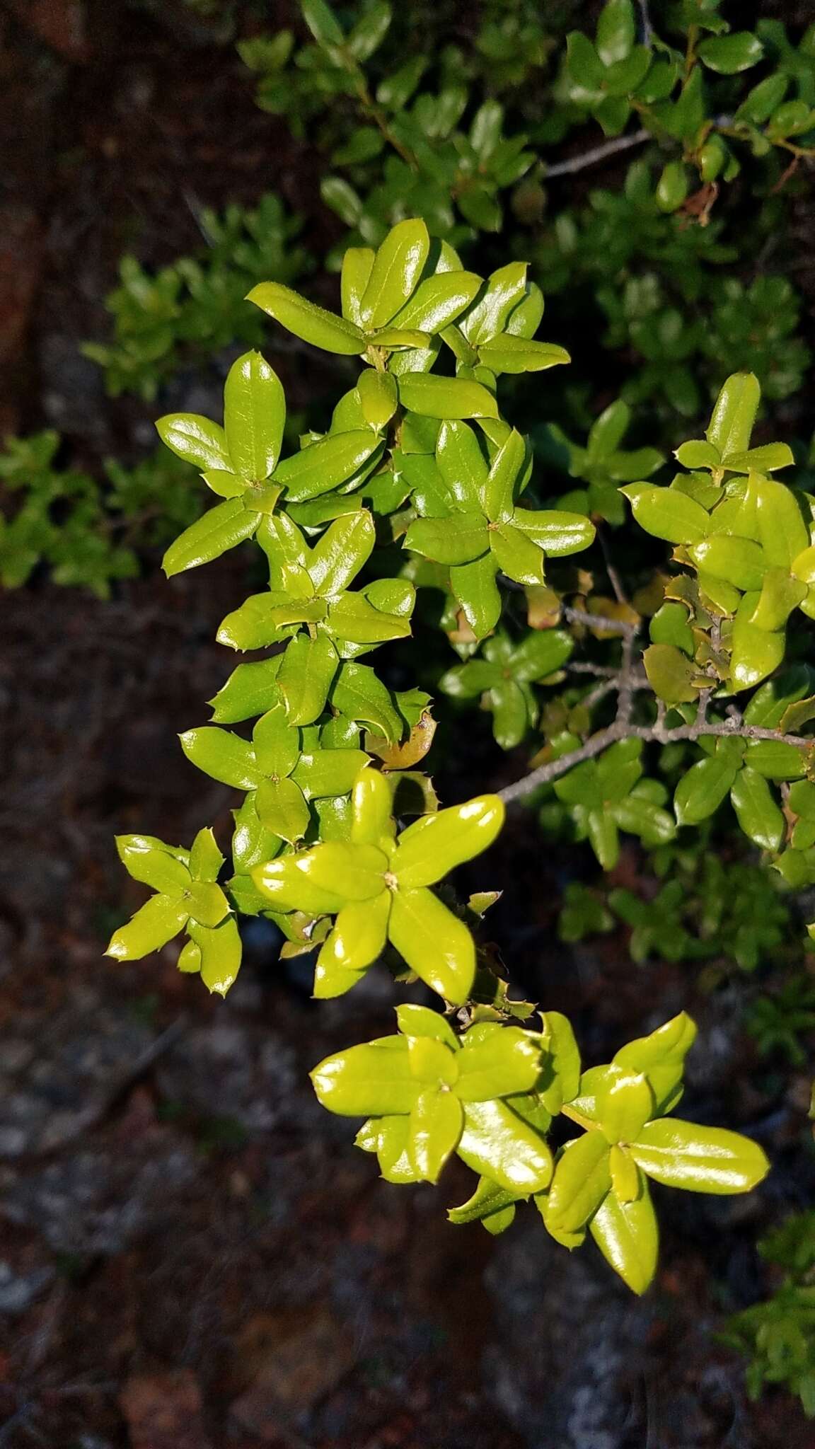 Image of Cedros Island Oak