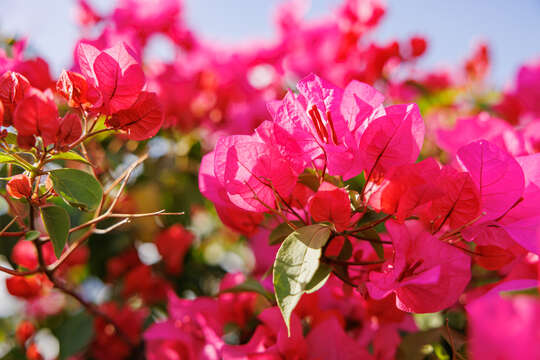 Слика од Bougainvillea