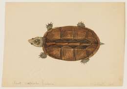 Image of mud turtle