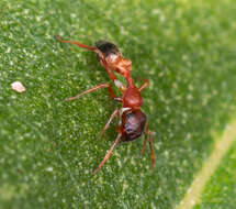 Image of Myrmarachne melanocephala MacLeay 1839