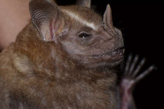 Image of Great Fruit-eating Bat