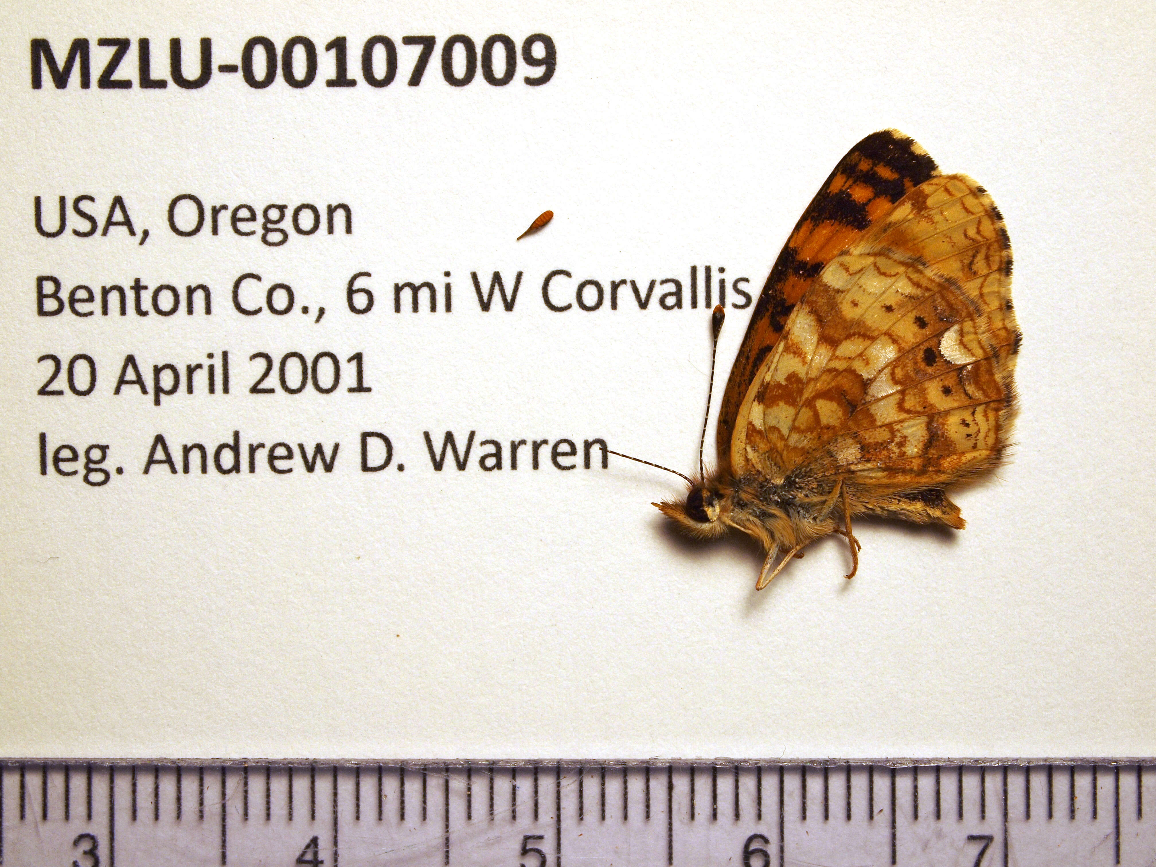 Image of Phyciodes mylitta