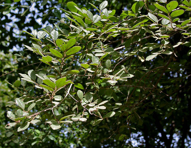 Diospyros chloroxylon Roxb. resmi