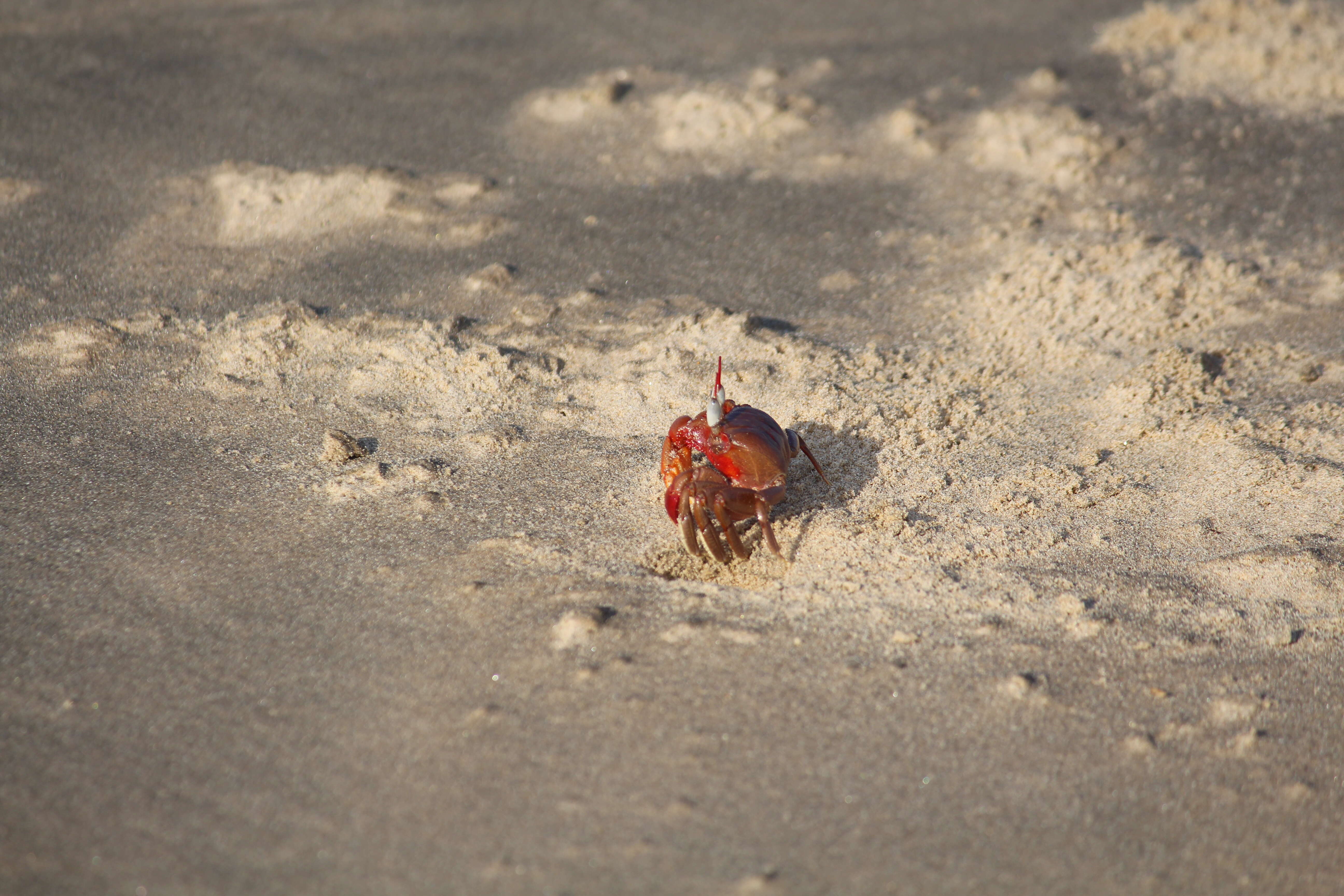 Image of red ghost crab