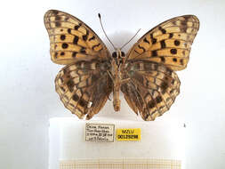 Image of High brown fritillary