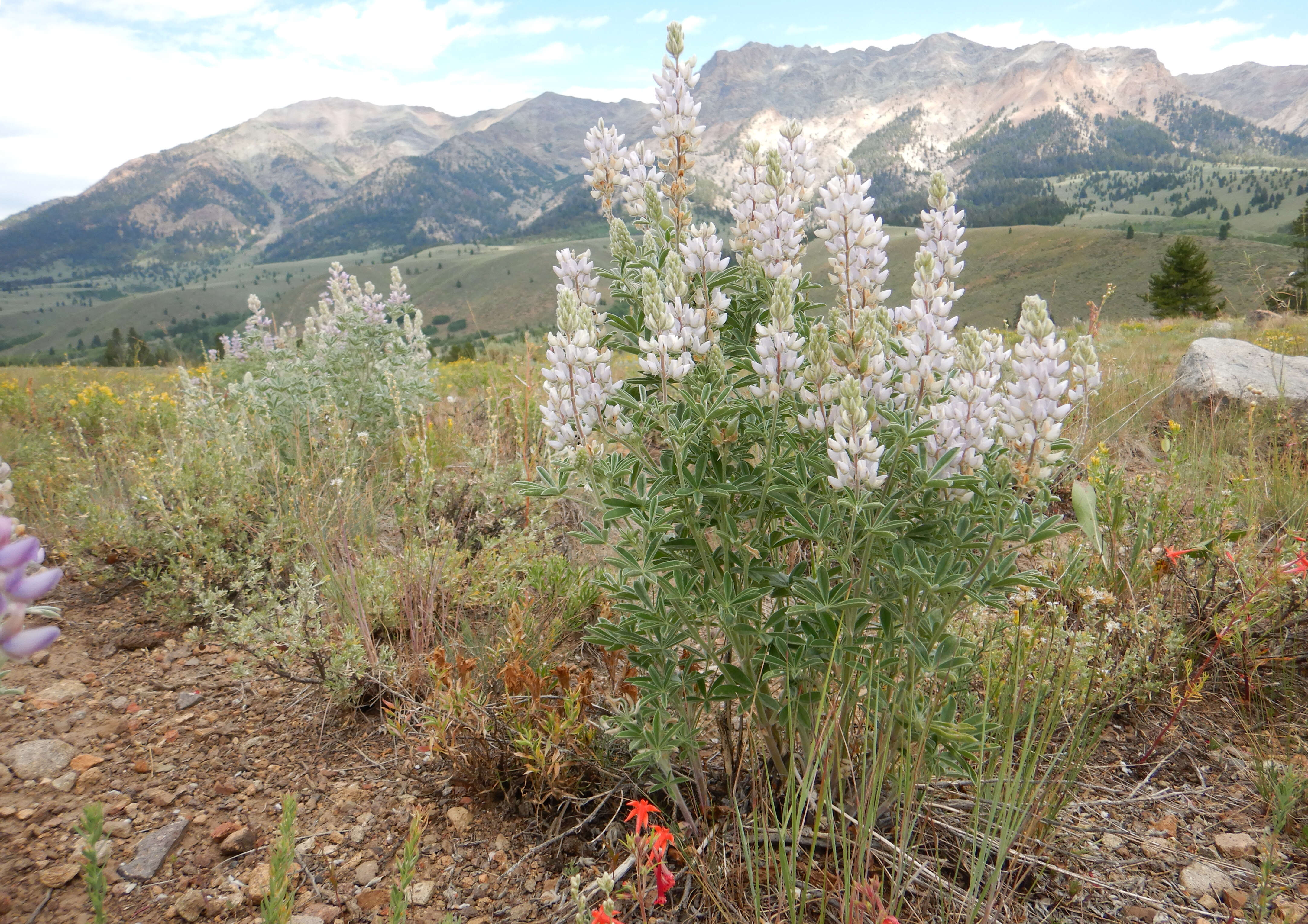 Image of silky lupine