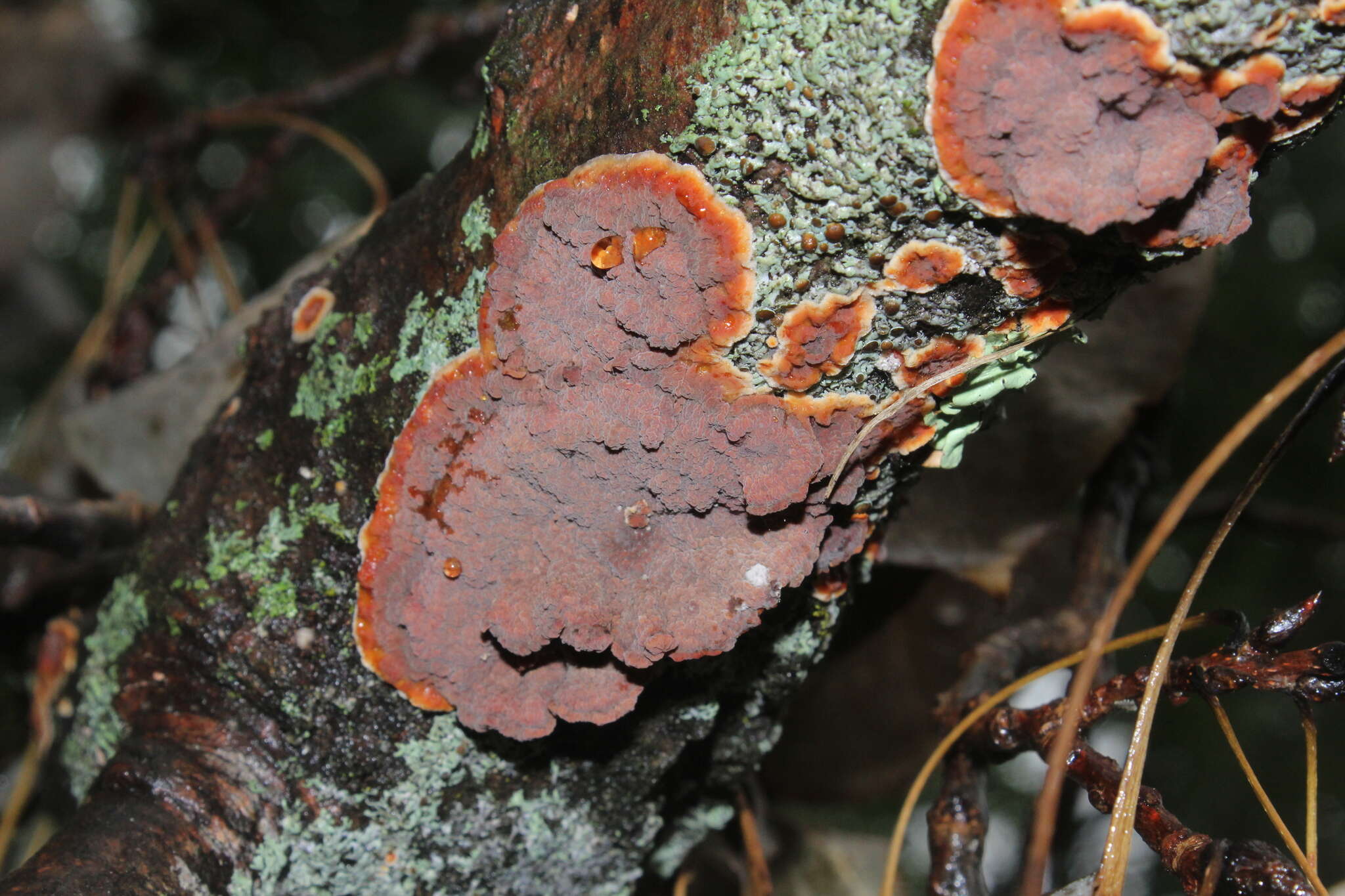 Image of Punctularia strigosozonata (Schwein.) P. H. B. Talbot 1958