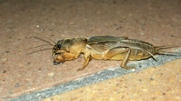 Image of mole crickets