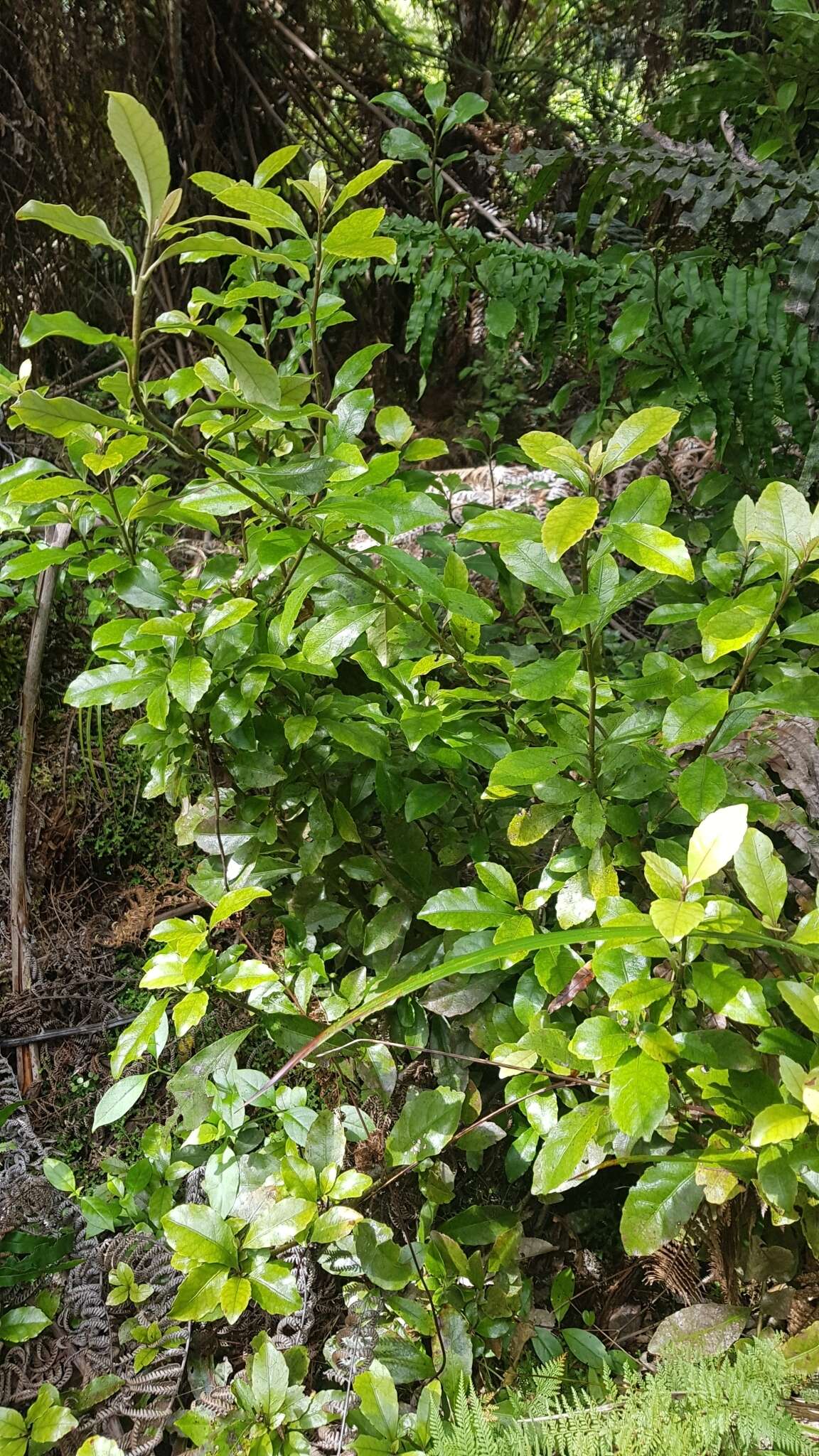 Image of Shrubby honeysuckle