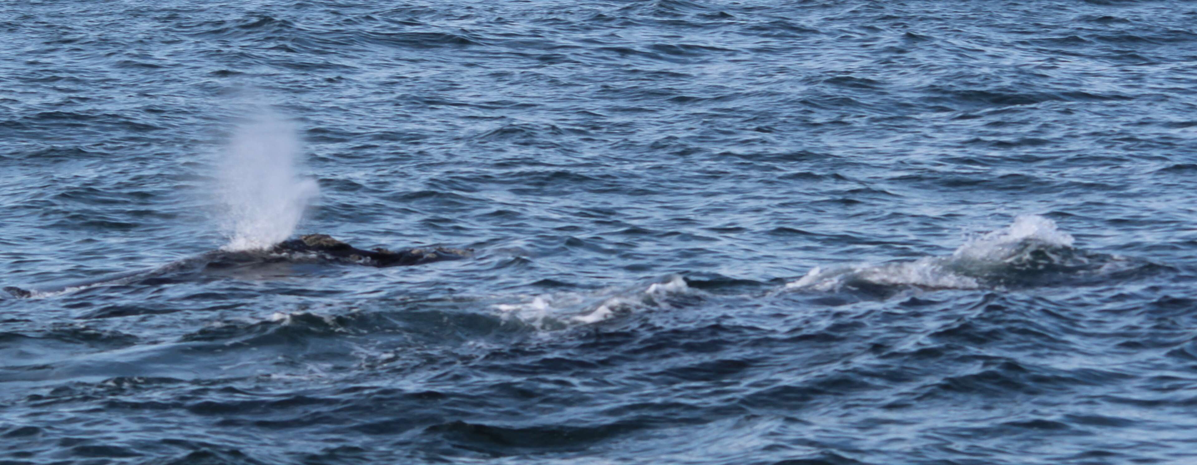 Image of Southern Right Whale