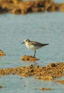 Image of Little Stint