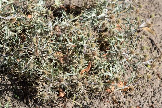 Image of amethyst eryngo