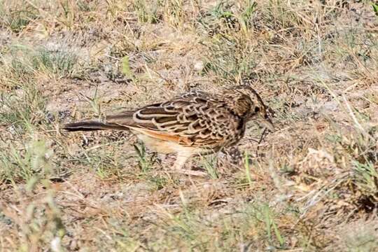 Image of Red-winged Bush Lark