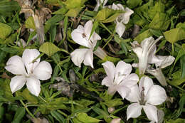 Barleria greenii M. J. & K. Balkwill的圖片