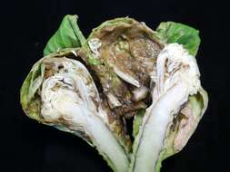 Image of white cabbage