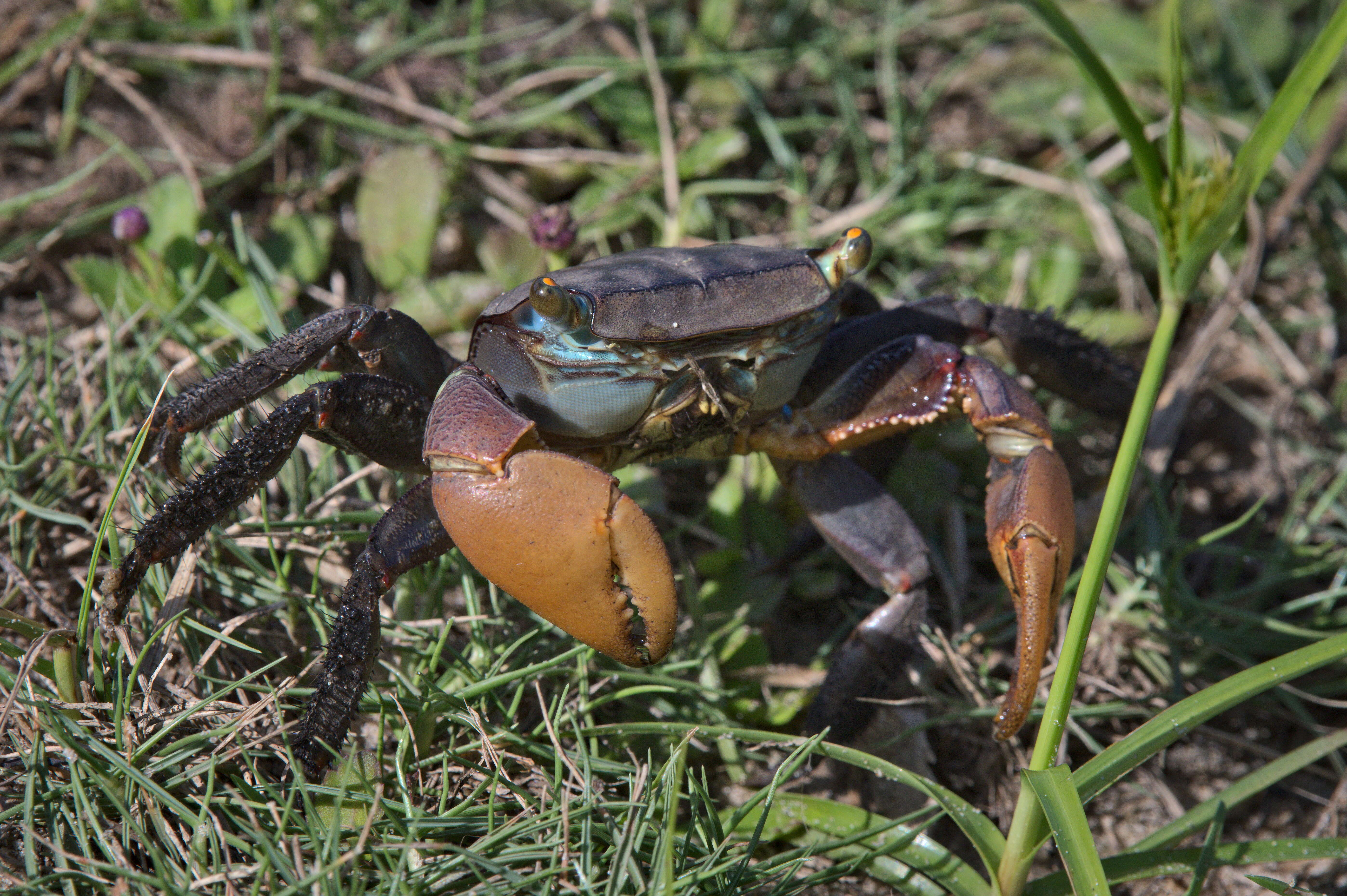 Image of Uca tangeri